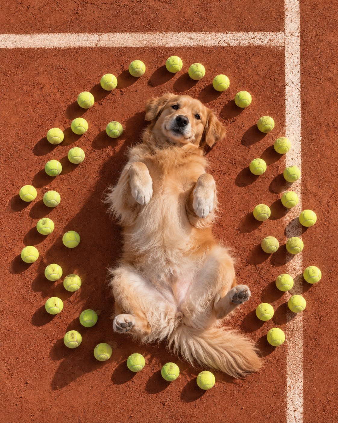 Golden retriever lying on its back on a clay tennis court, ringed by tennis balls