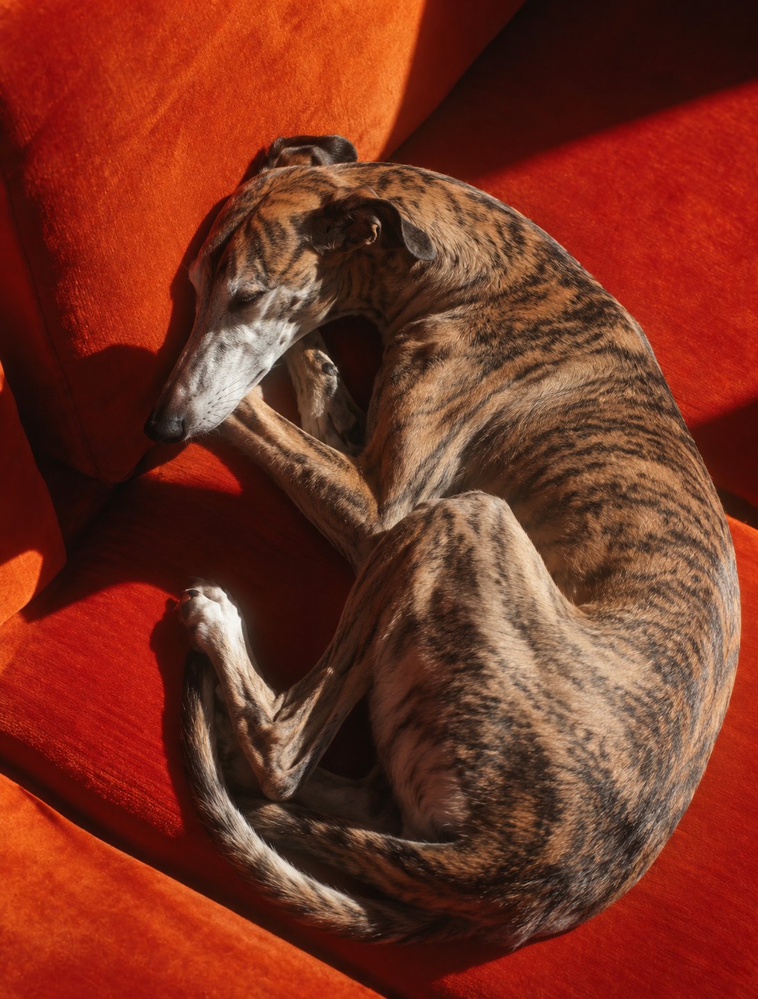 Brindle greyhound curled up asleep on an orange velvet sofa