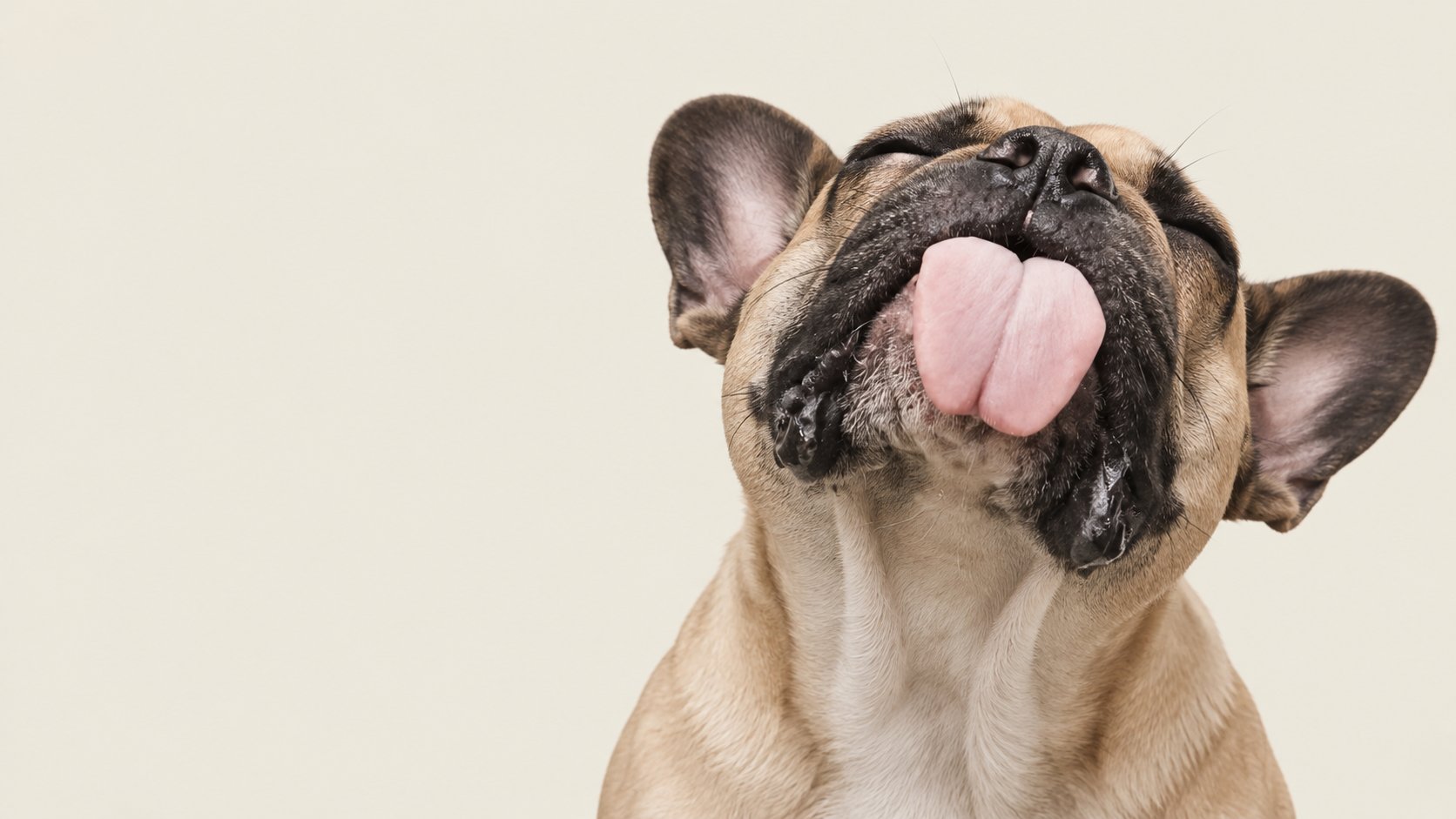 French bulldog with its tongue out on a cream studio background